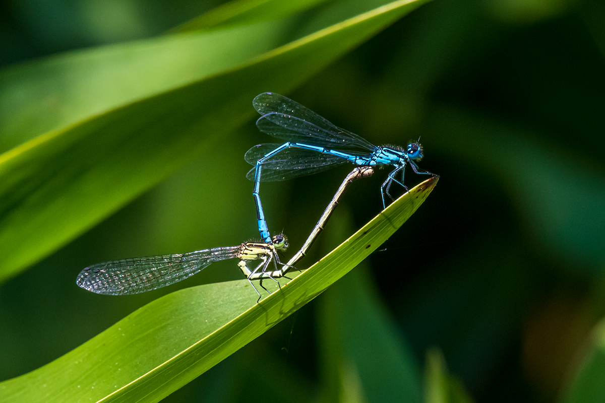 20200613_D500_0576NF.jpg