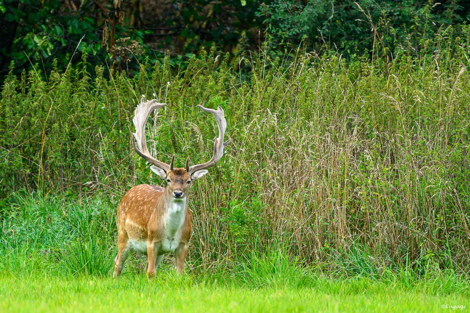 DSC_4515.jpg