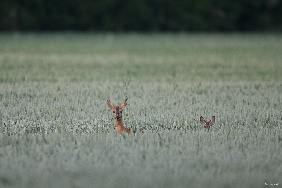 DSC_8348.jpg