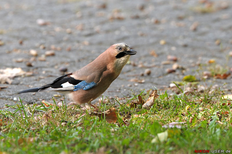 DSC_0152.jpg