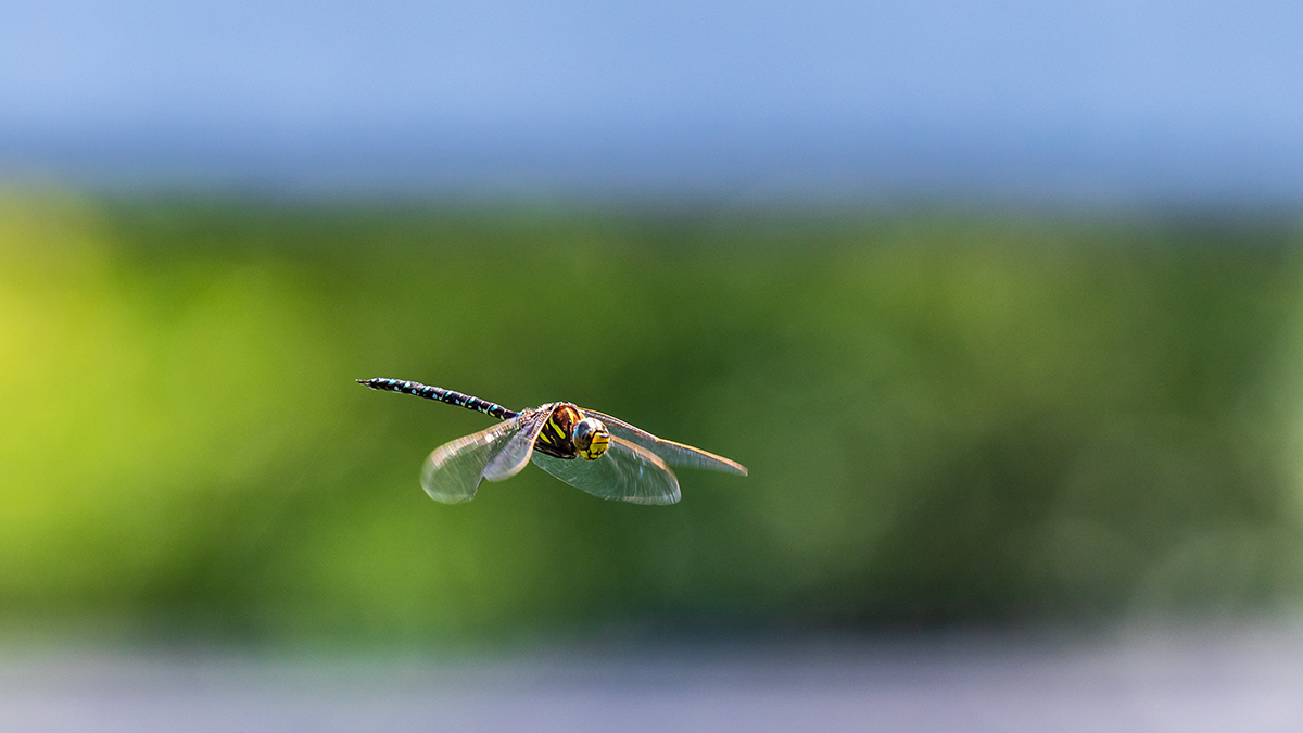 20190827_ND5_2575wNF.jpg