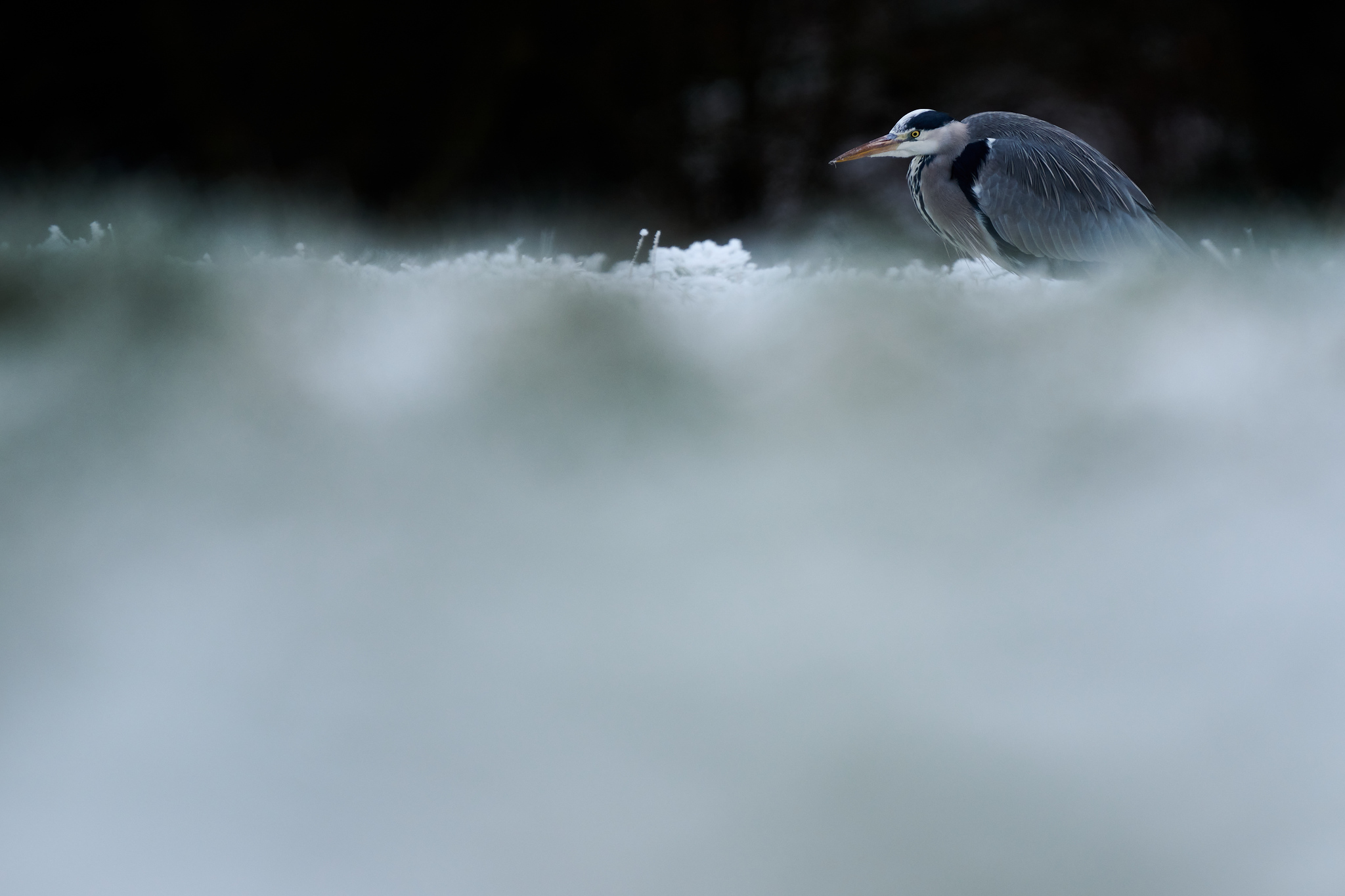 DSC_9957-X4.jpg