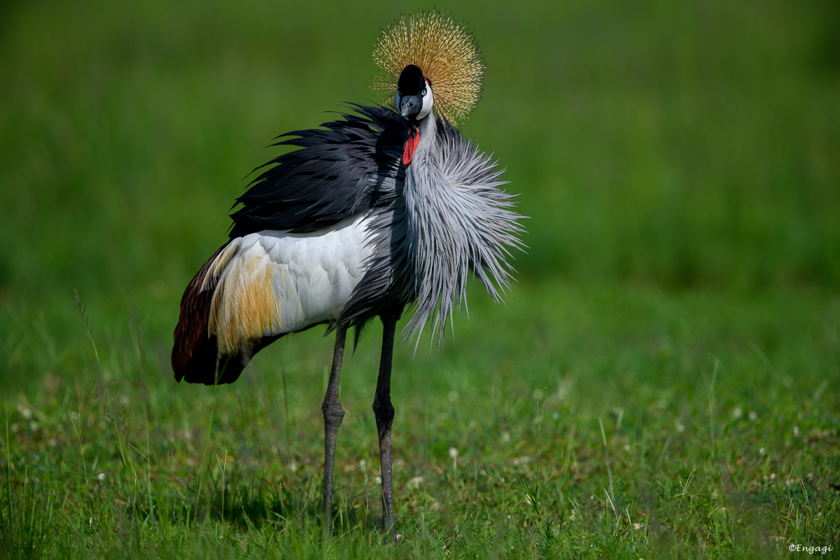 Uganda%201786.jpg
