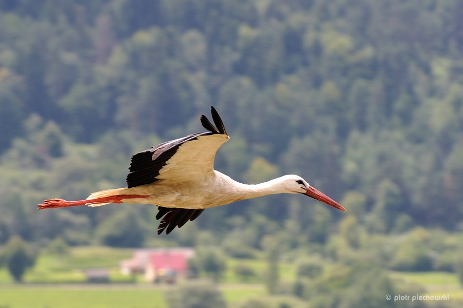 storch3.jpg