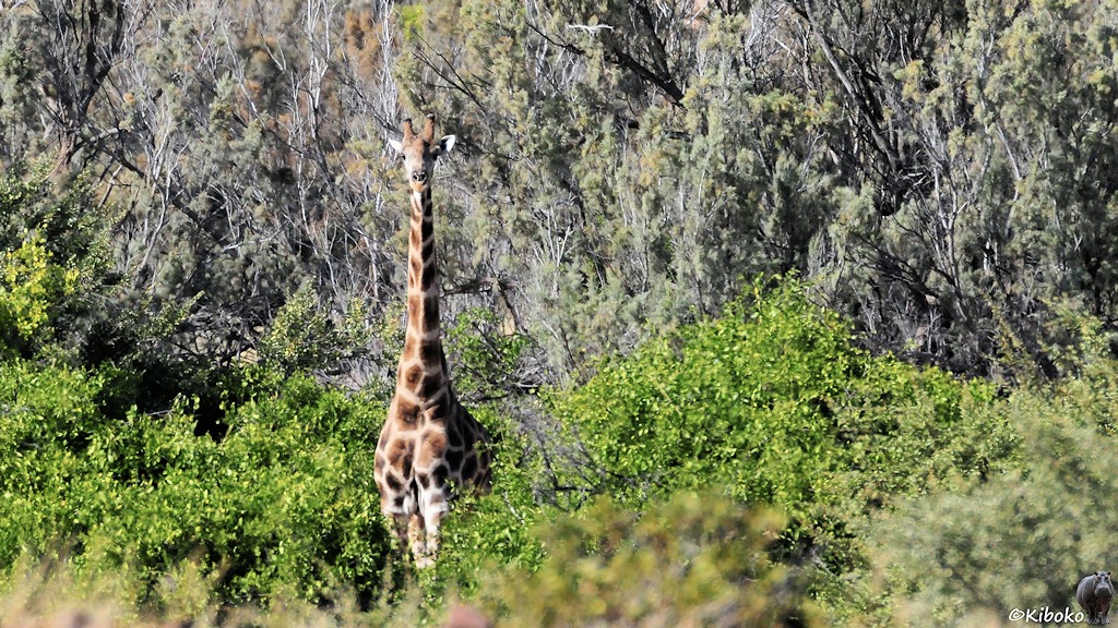 Zwischen den wenigen Büschen und niedrigen Bäumen steht eine Giraffe.