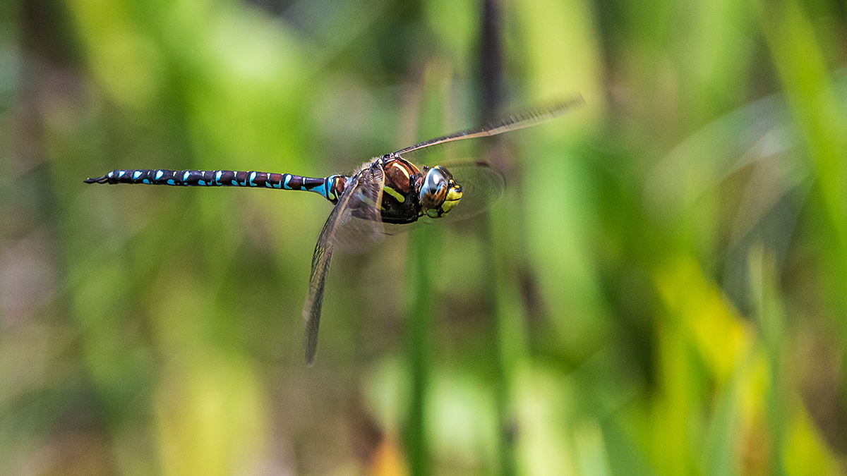 20190805_D500_0024wNF.jpg