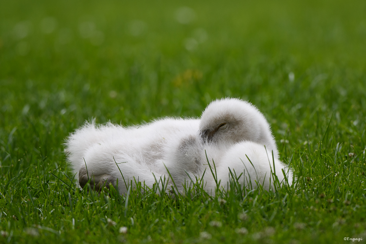 H%C3%B6ckerschwan%2008.jpg