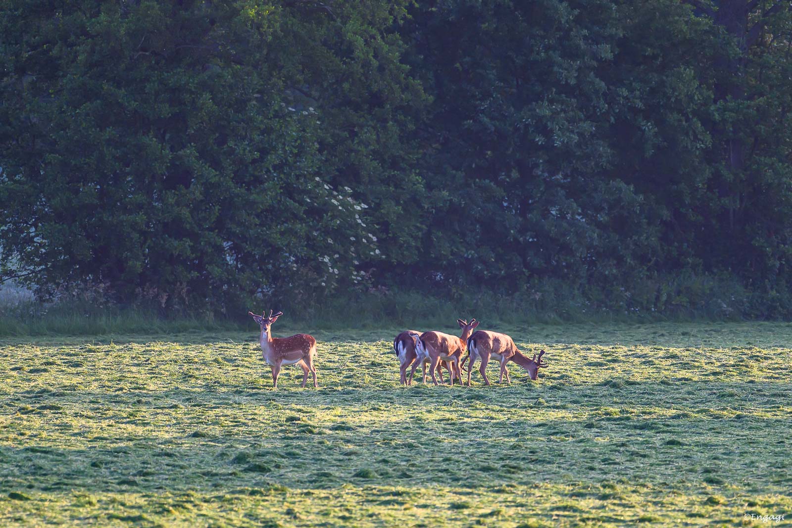 DSC_8757.jpg