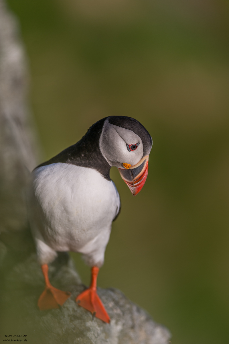 20140514_0122_PS_1200Px.jpg