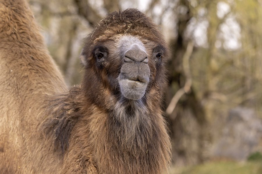 tierpark_haag23_87.jpg