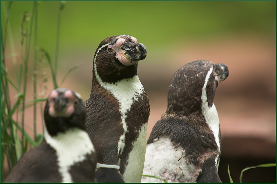nff_dreipinguine.jpg