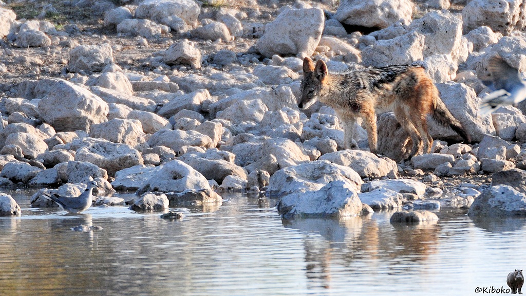 Ein Schakal steht auf weißen Steinen direkt am Wasserloch. In der Nähe steht eine Taube im flachen Wasser.