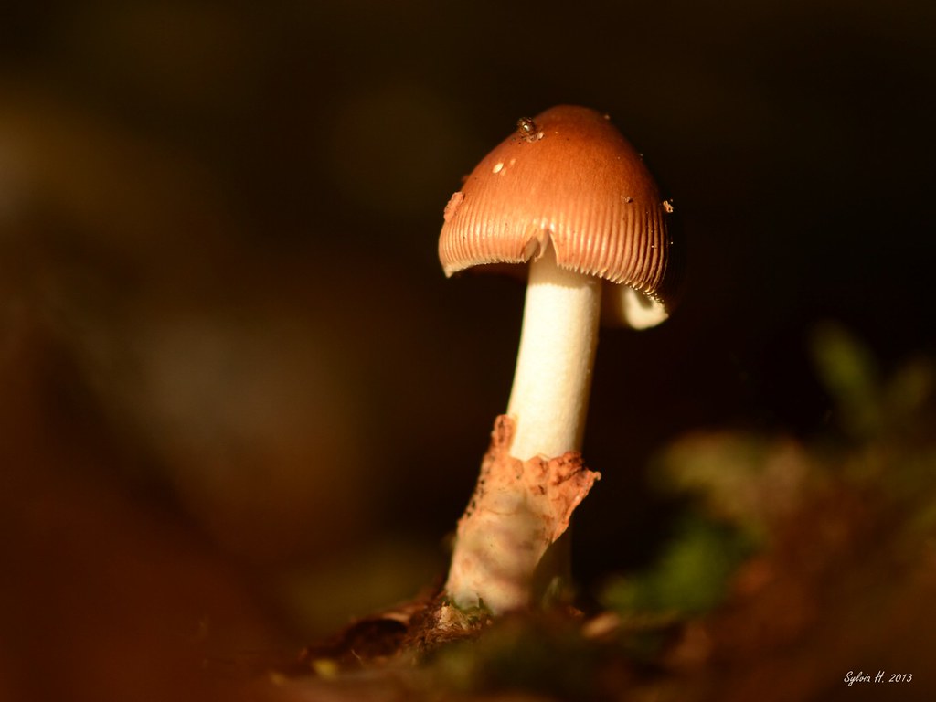 10004136055_8b81d7a7b3_b.jpg