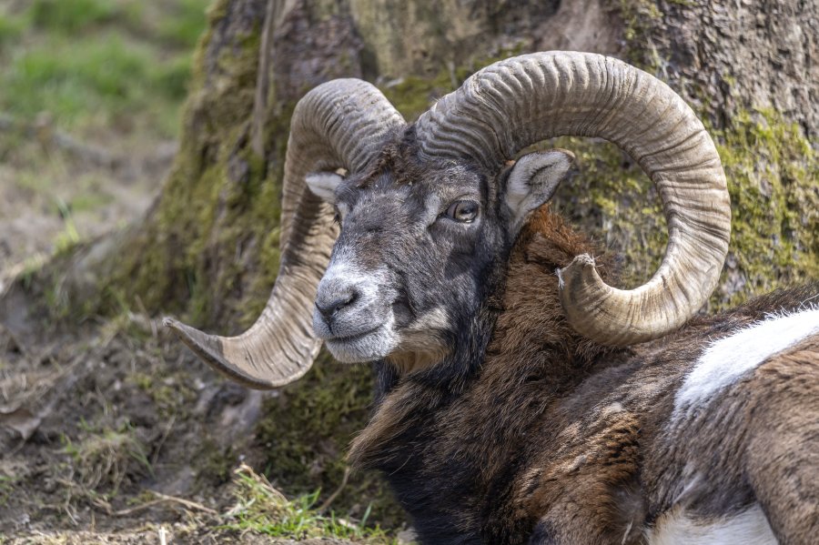 tierpark_haag23_48.jpg