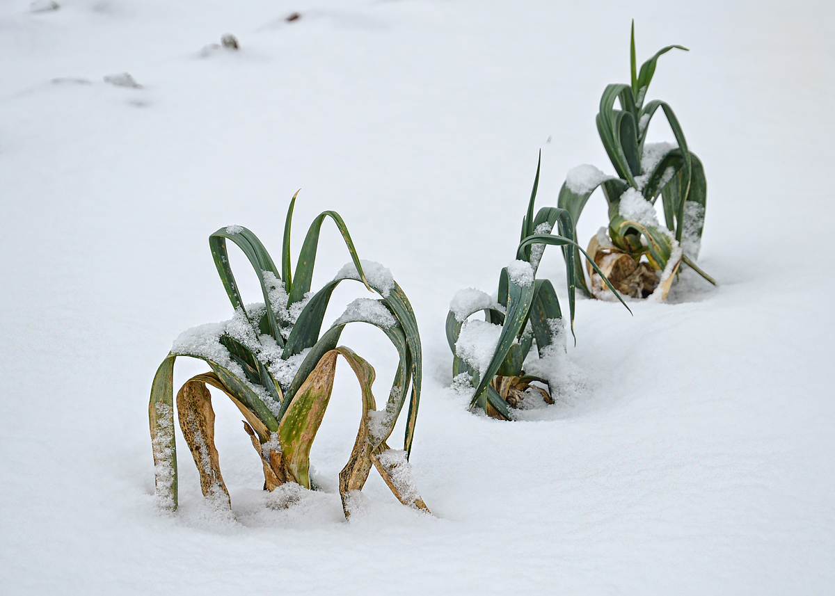 full
