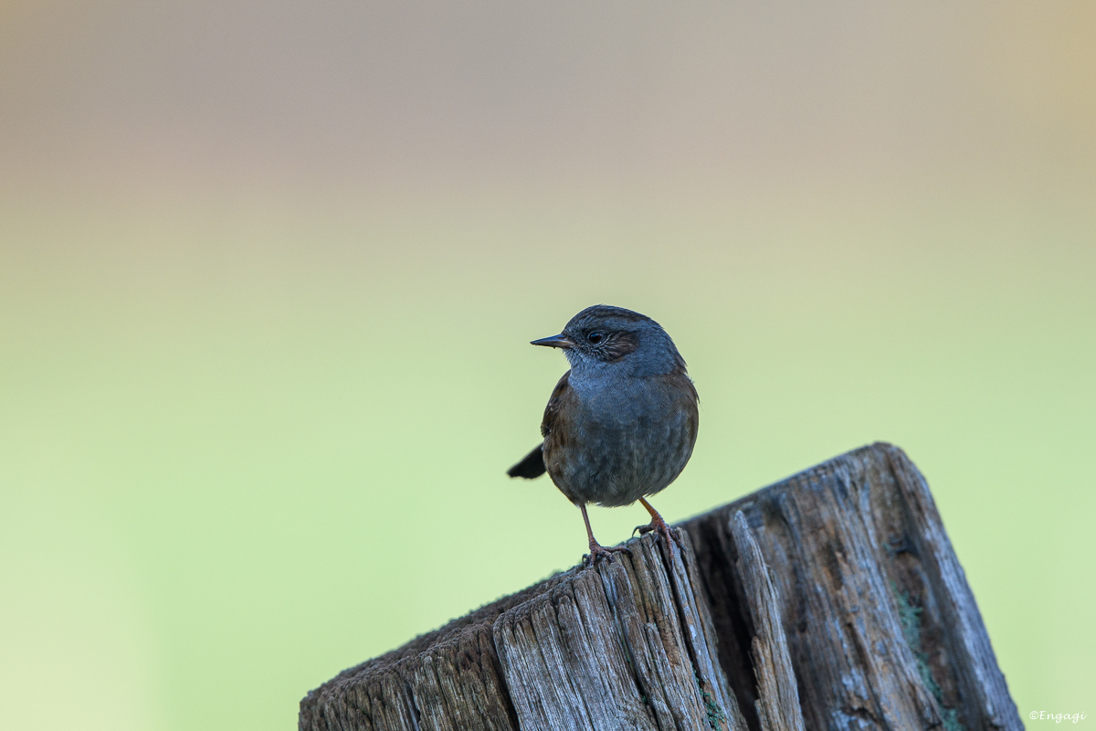 DSC_8524a.jpg