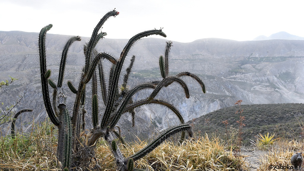 Das Bild zeigt einen Kaktus mit vielen dünnen Armen im trockenen Gras. Im Hintergrund ist ein trockener Berghang.