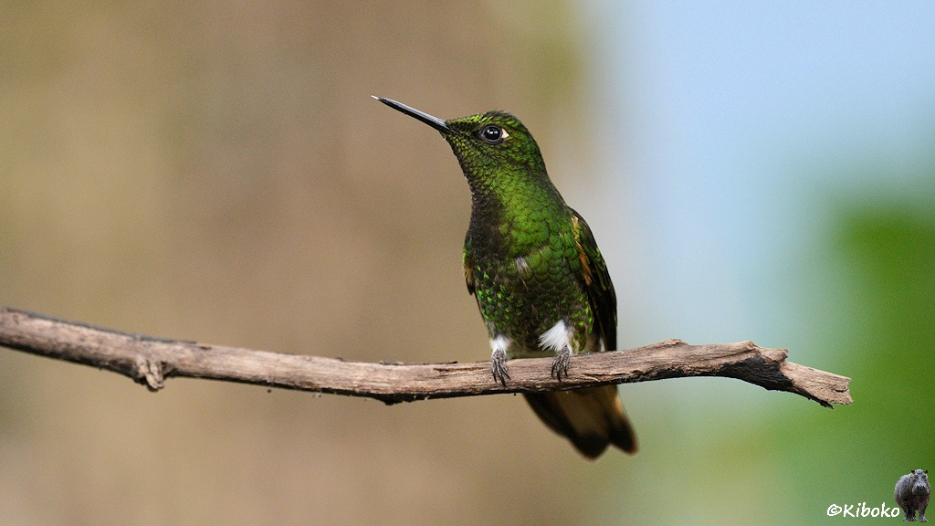 Das Bild zeigt einen grünen Kolibri mit weißen Federbüschel an den Beinen und einen braunen Schwanz auf einem trockenen Ast.