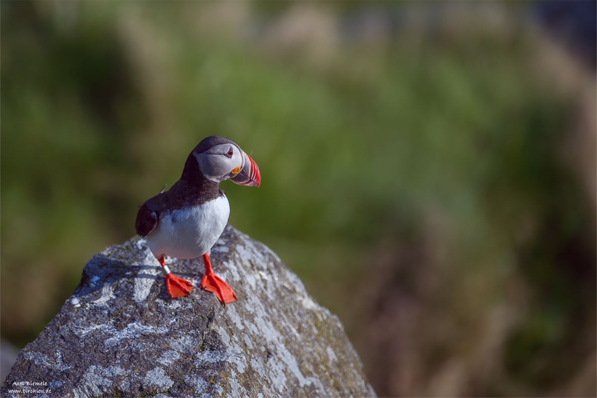 20140514_0090_PS_1200Px.jpg