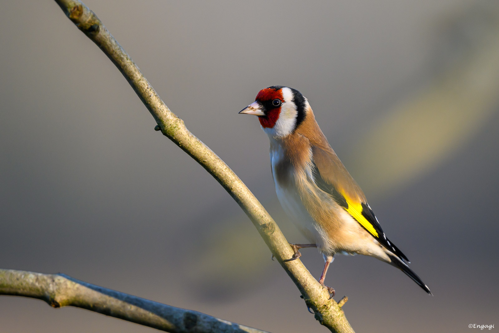 DSC_3468.jpg
