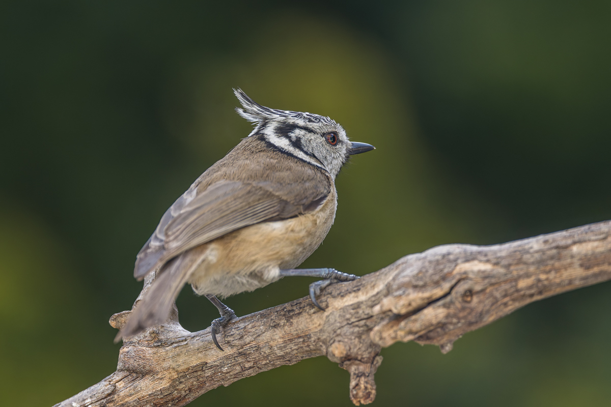 20260211_NZ9_0373_DPXNF.jpg