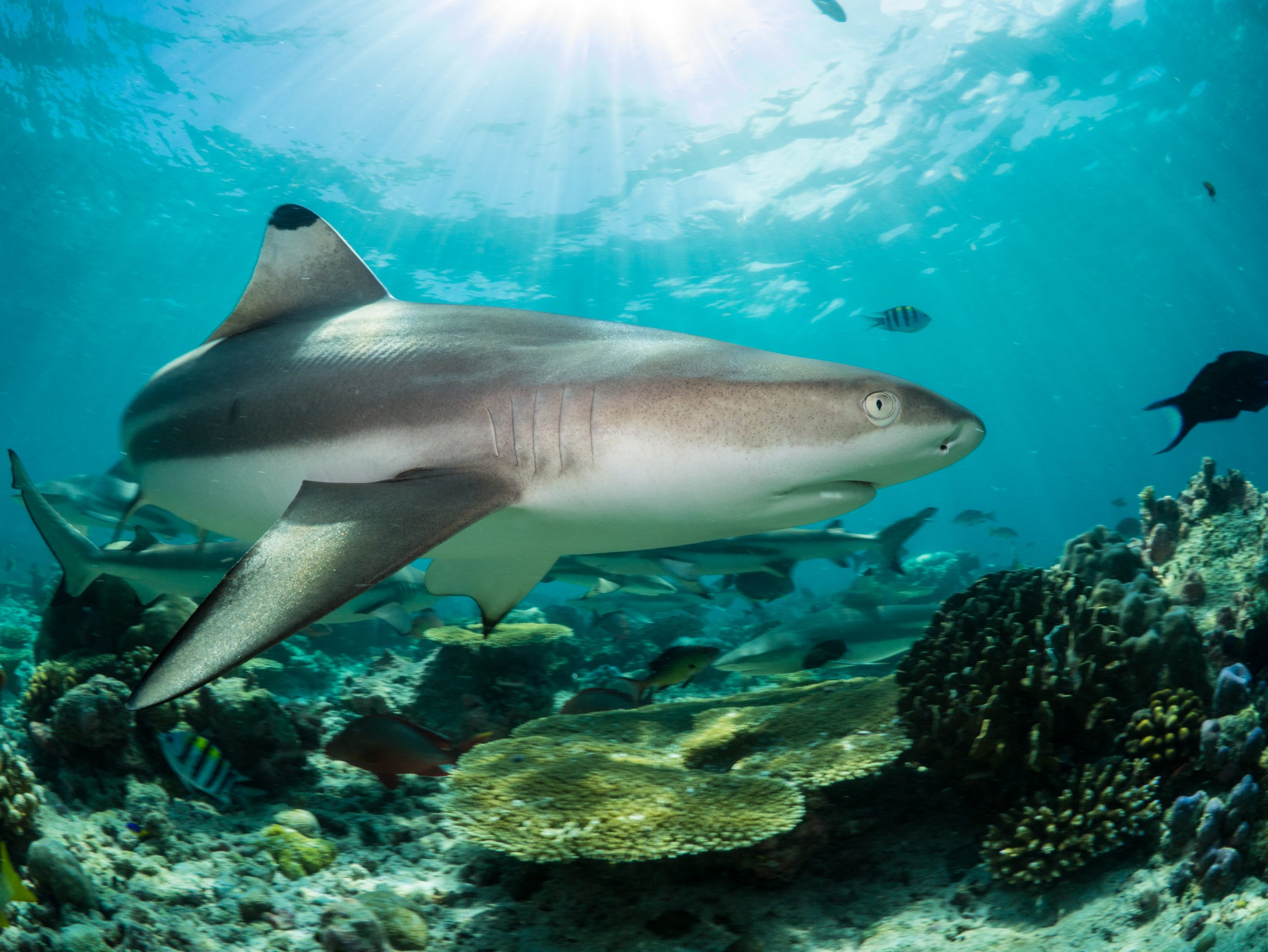 saveourseas.com
