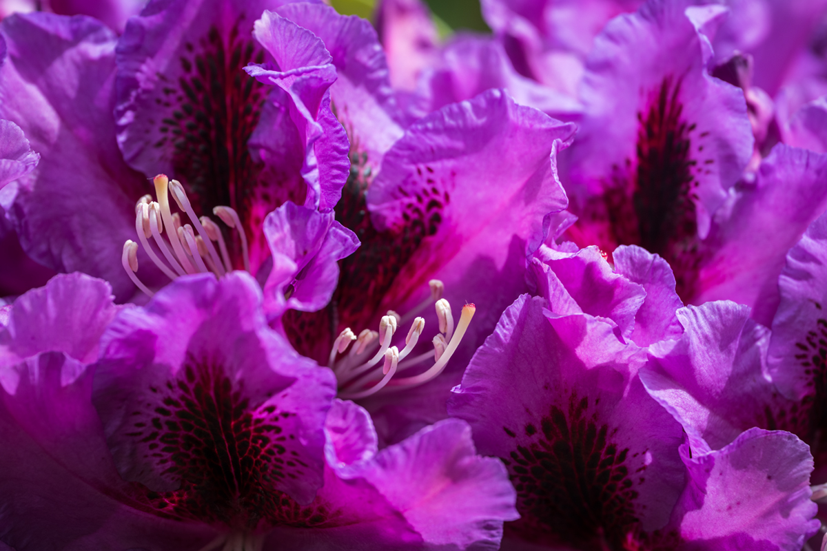 20260520_NZ8_7610NF.jpg