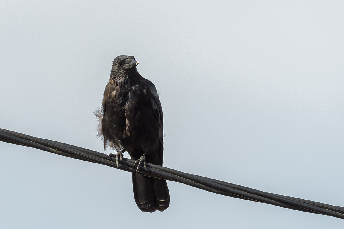 20201001_D500_0038NF.jpg
