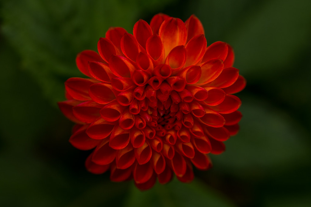 37571392636_a07614d482_b.jpg