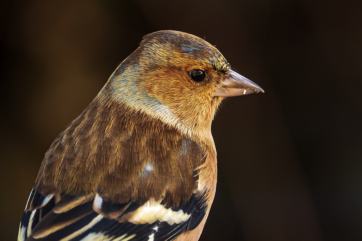20201226_NZ6_3310NF.jpg