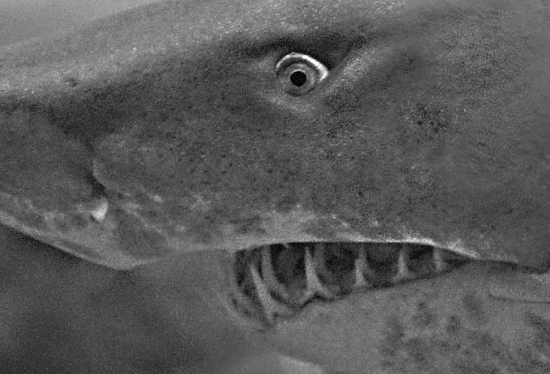 sandtiger.jpg