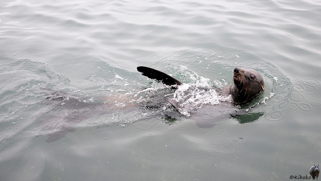Seelöwe beim Rückenschwimmen.