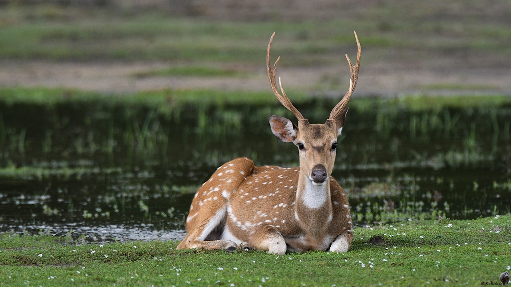 Ein brauner Hirsch mit großem Geweih liegt vor einem Teich auf der Wiese und schaut in die Kamera.