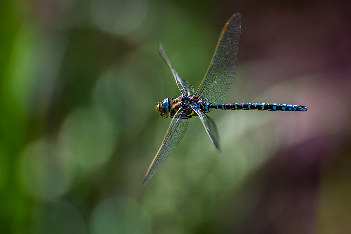 20230814_NZ9_1056_DPNF.jpg