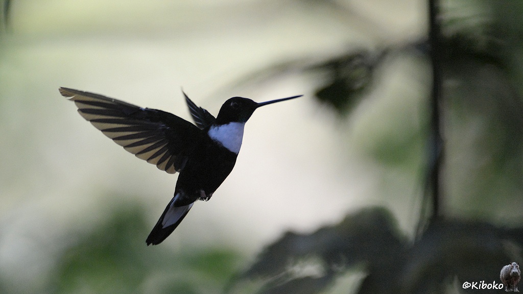 Das Bild zeigt einen dunklen Kolibri mit weißem Hals im Flug im Gegenlicht.