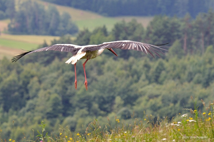 storch6.jpg