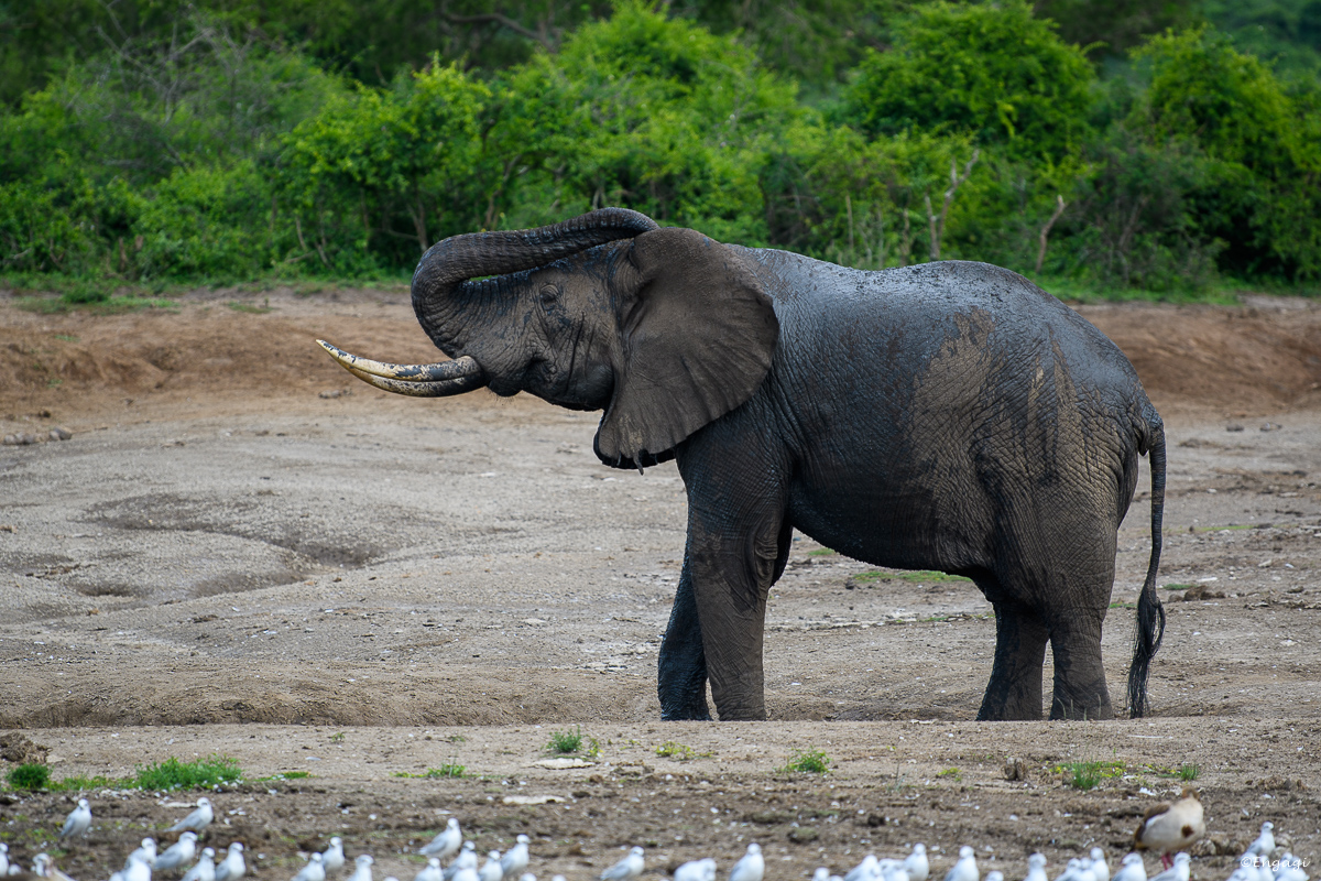 Uganda%201057.jpg