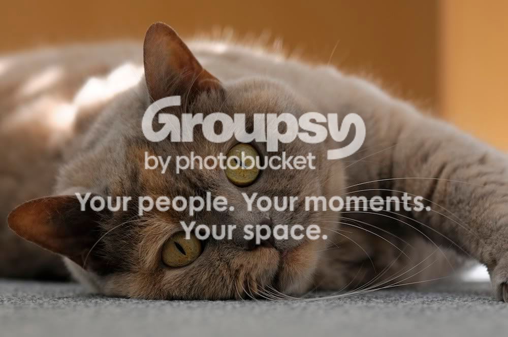 Cat_2010_0001.jpg