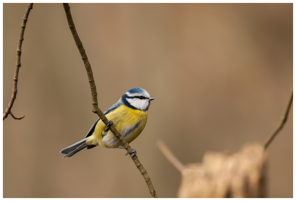 Blaumeise017.jpg