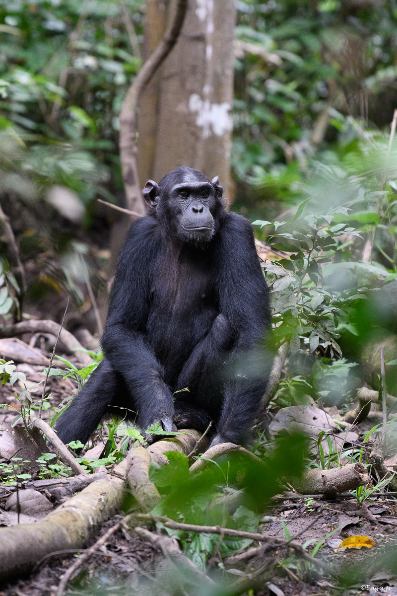 Uganda%201290.jpg