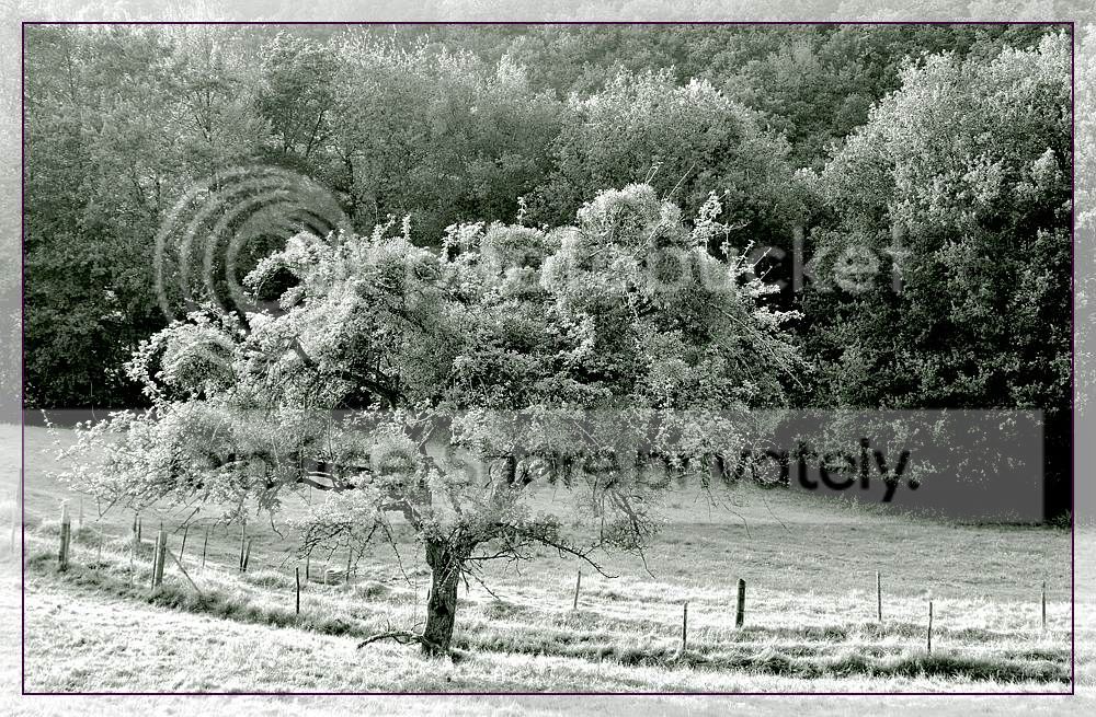 comp_Baum2.jpg