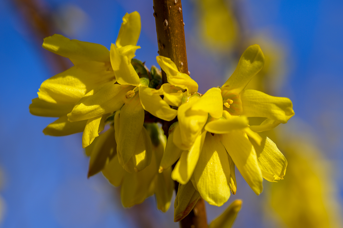 20210323_NZ7_2117NF.jpg