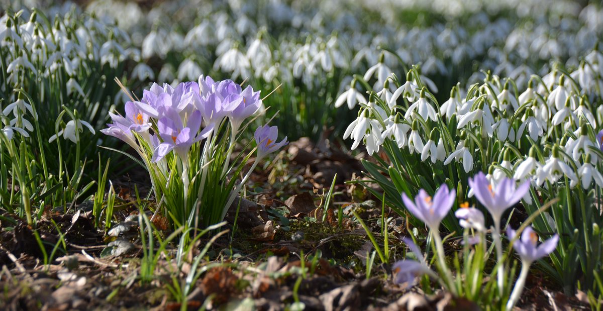 Krokusse-Schneegloeckchen.jpg