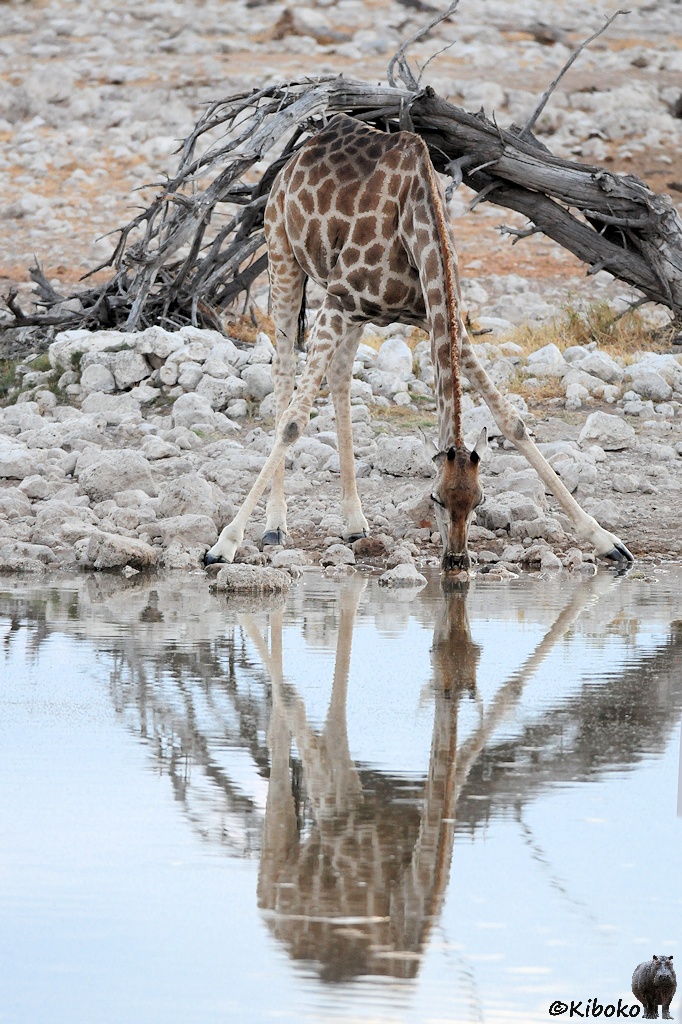 Eine Giraffe spreizt die Beine und trinkt. Die Giraffe spiegelt sich im Wasser.
