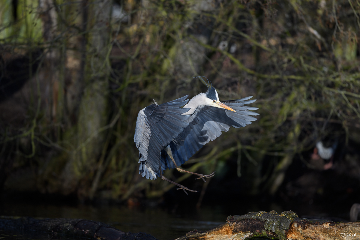 DSC_0600.jpg