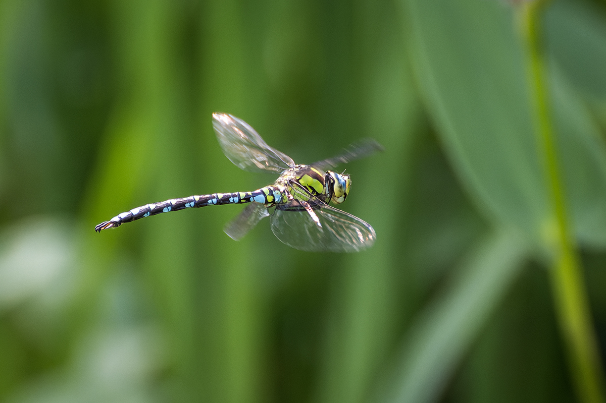 20230808_NZ9_0263_DPNF.jpg