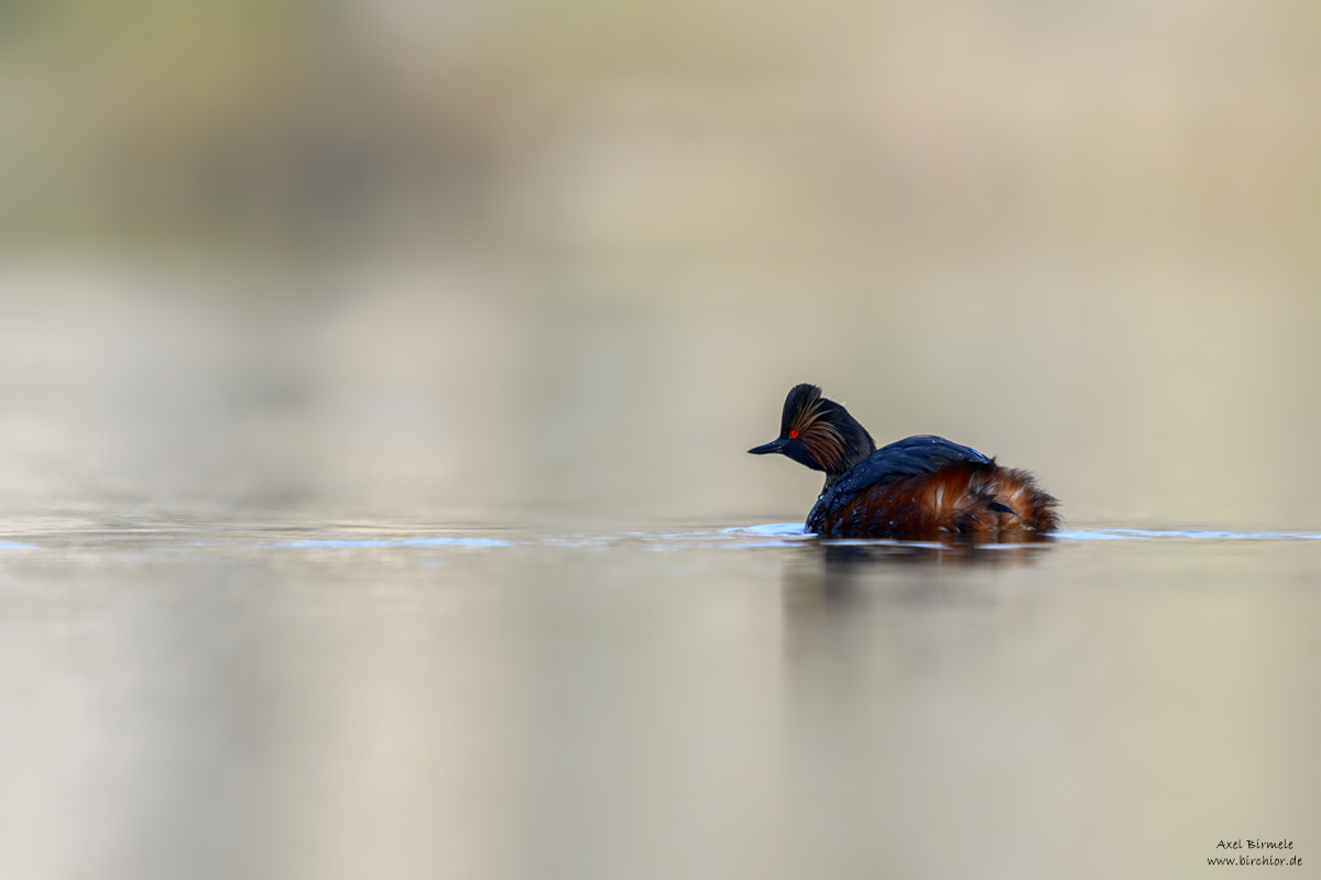20150405_0222_PS_1200Px.jpg