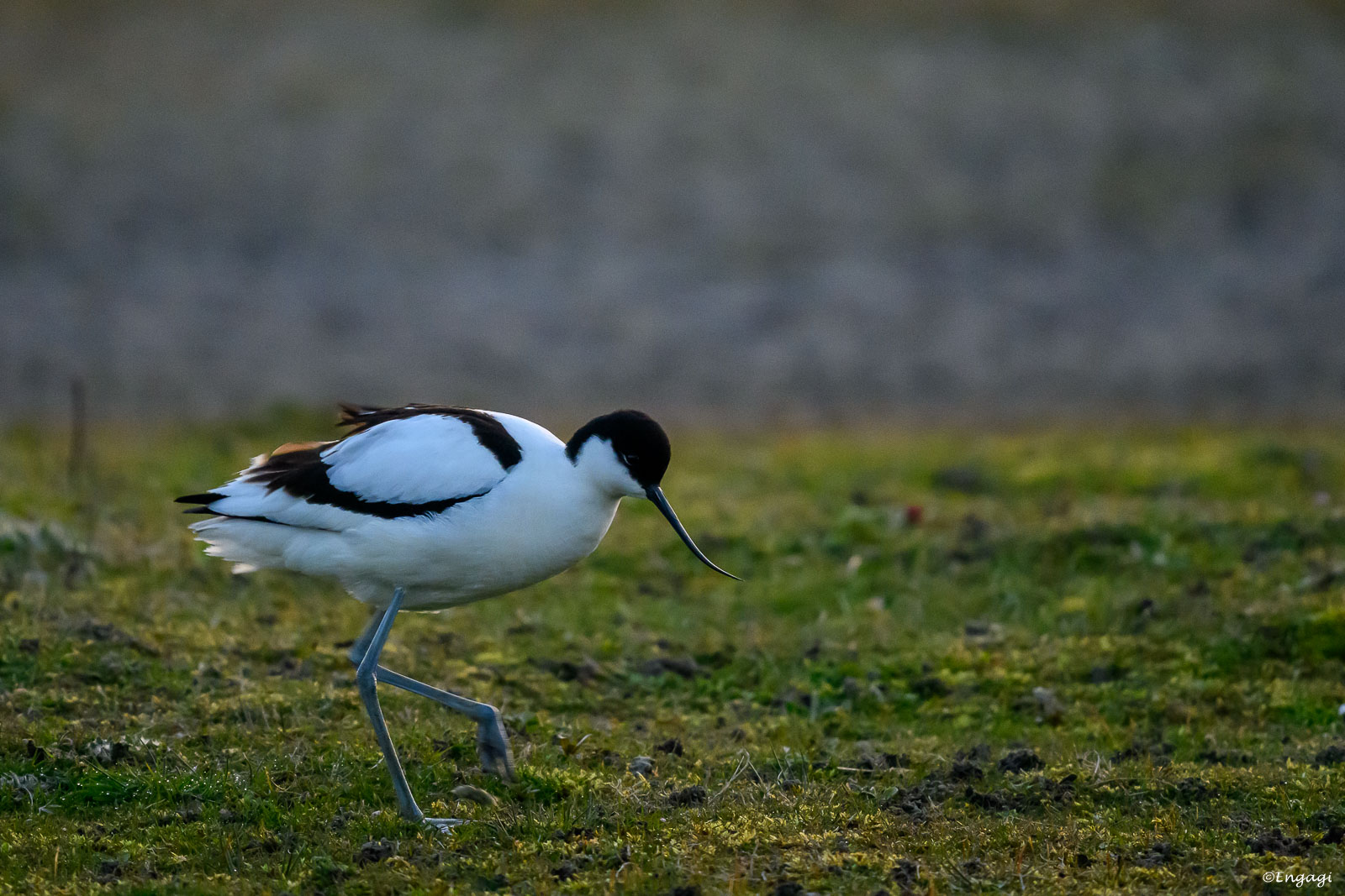 DSC_0430.jpg