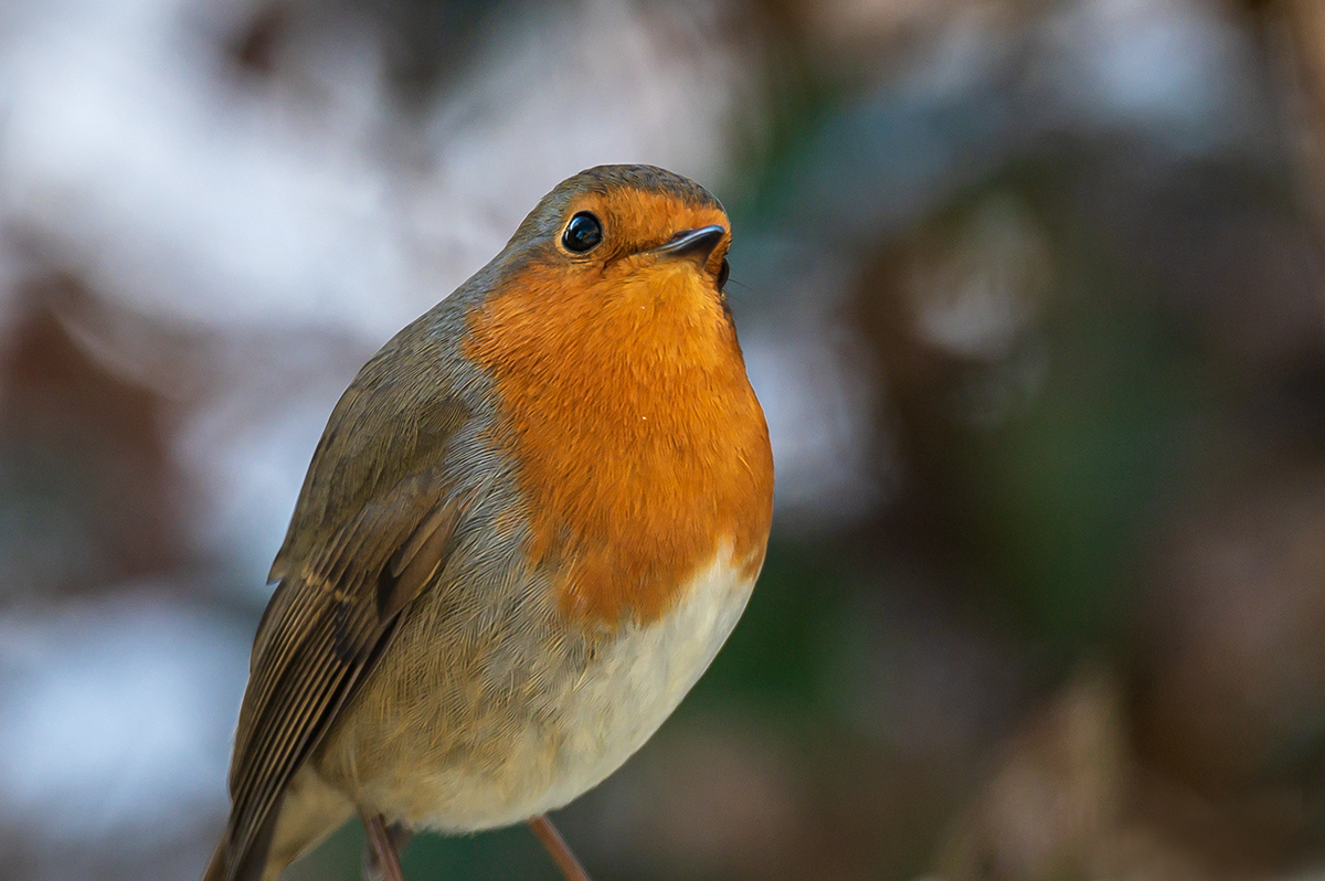 20201226_NZ6_3330NF.jpg