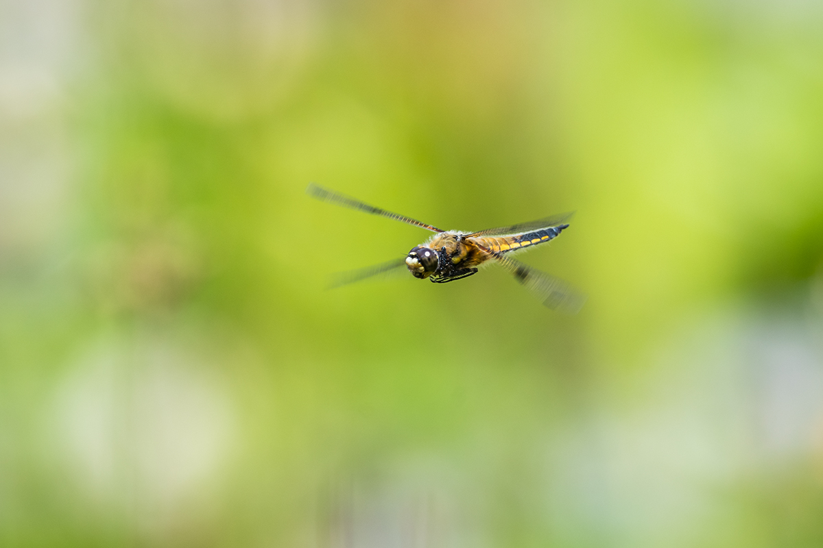 20210610_D850_1209NF.jpg